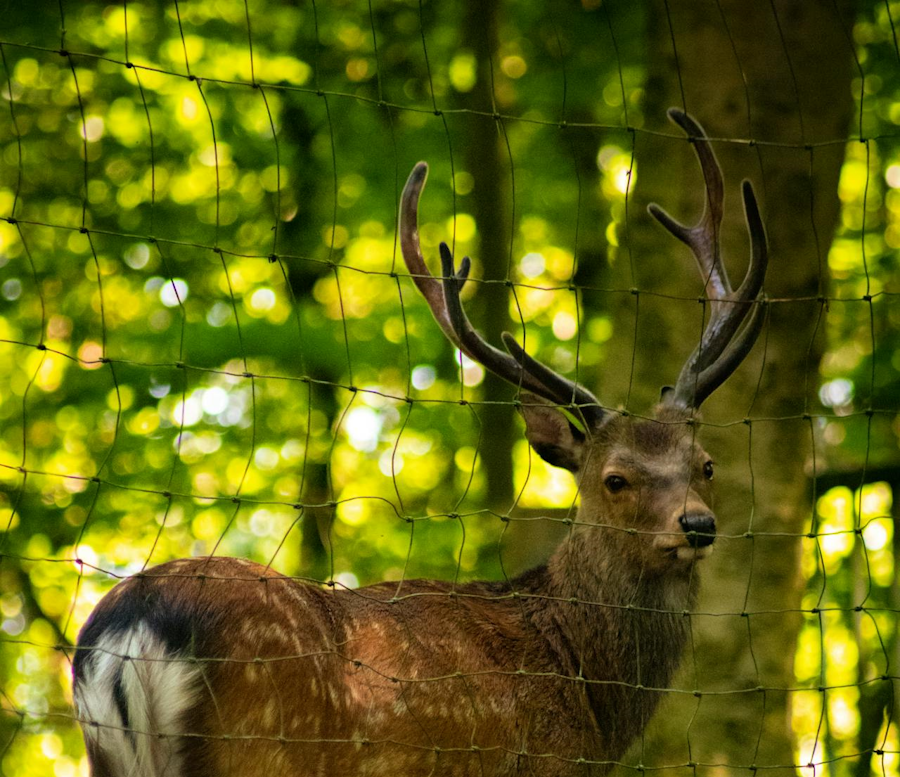 Deer fence