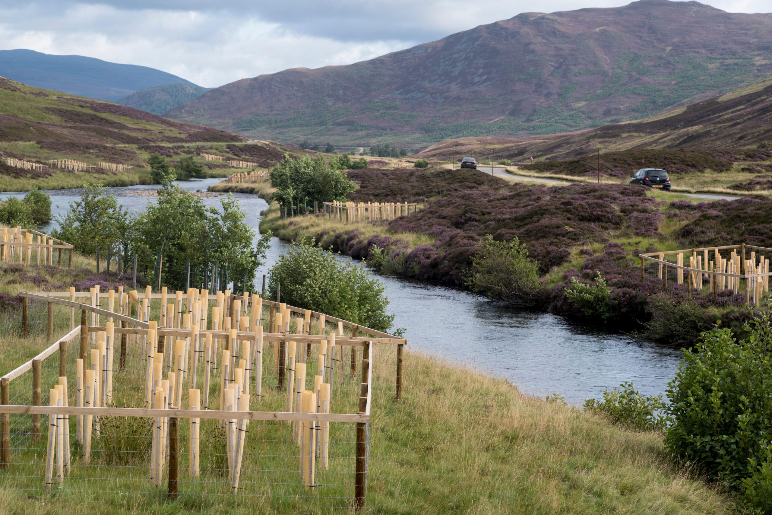 2RPKKA4 Tree planting to shade river part of river clunie retoration project near Braemar Scotland