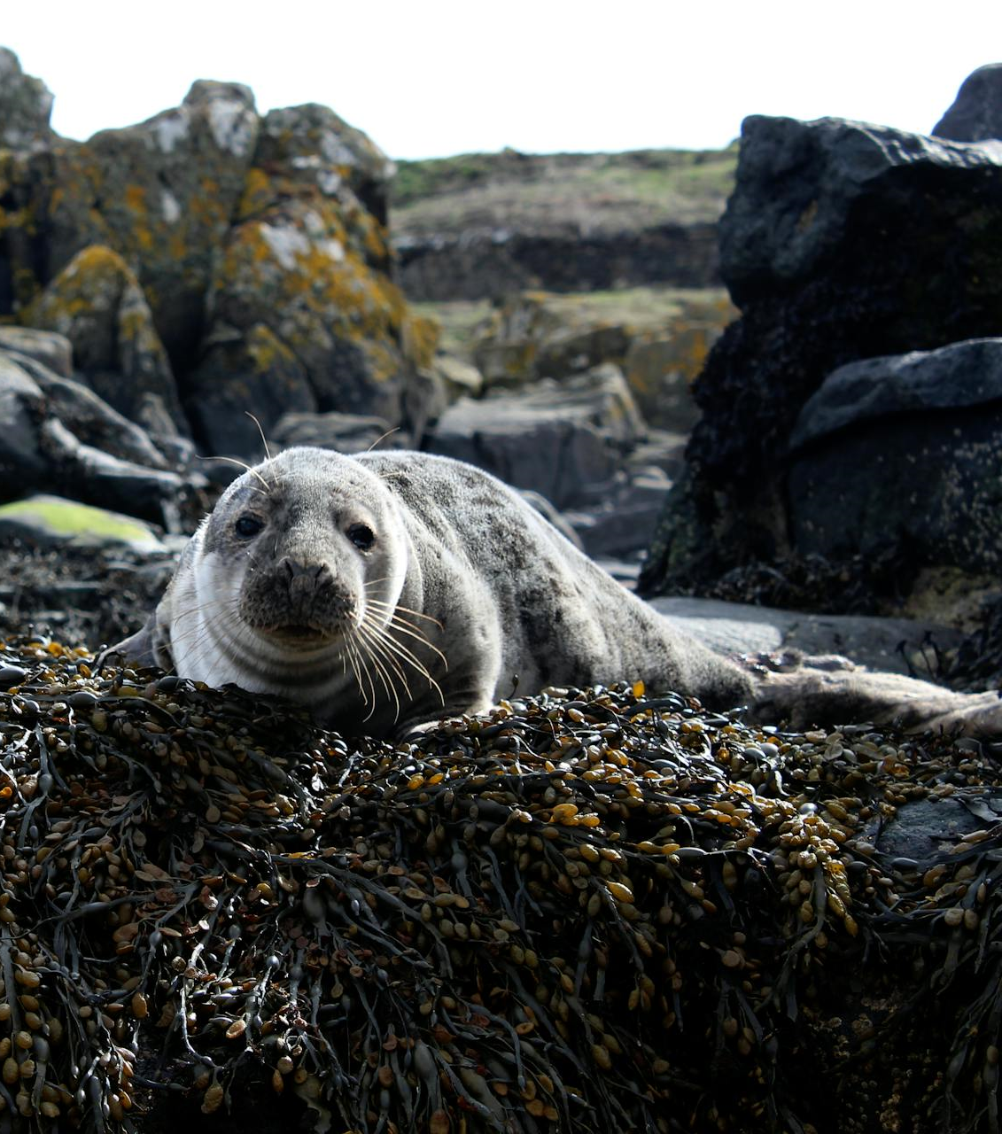 baby seal